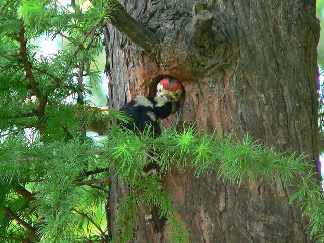 �A�J�Q���́��ƃq�i