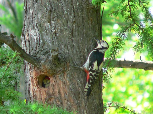 �A�J�Q���́��ƃq�i