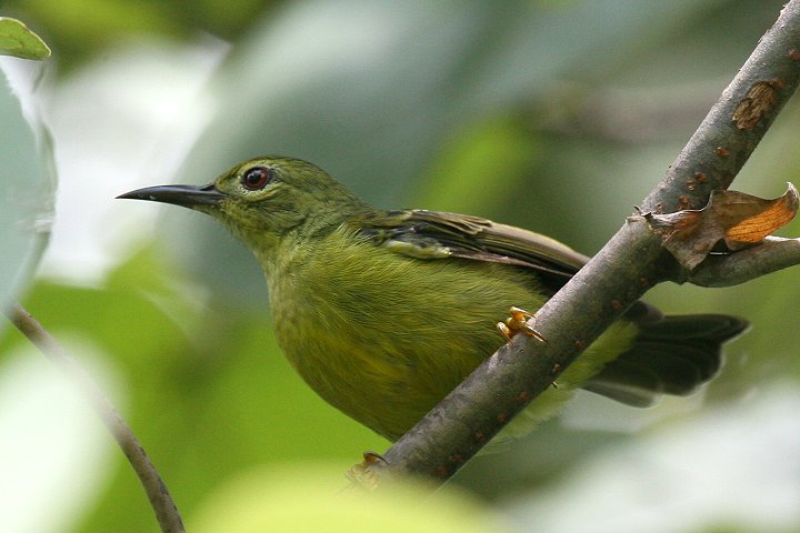 �`���m�h�R�o�V�^�C���E�`���E