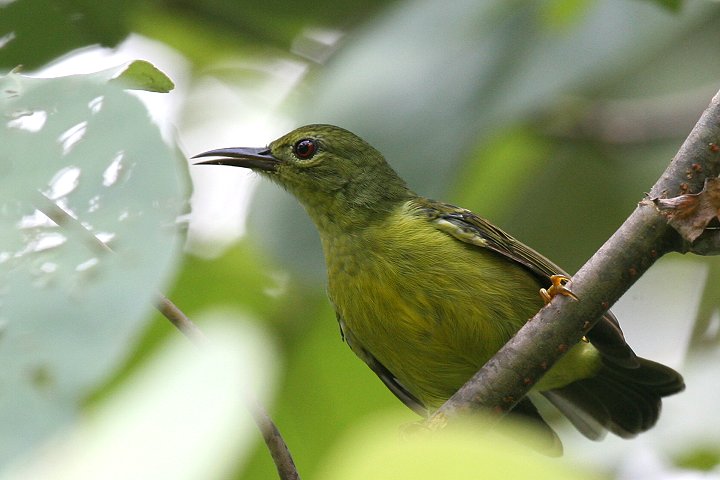 �`���m�h�R�o�V�^�C���E�`���E