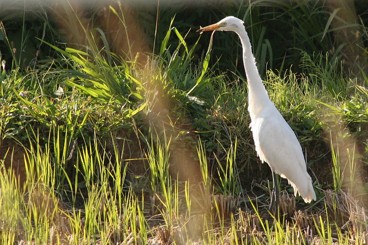 �`���E�T�M�i�~�H�j