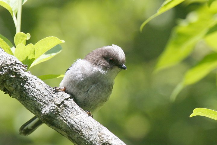 �G�i�K�̗c��