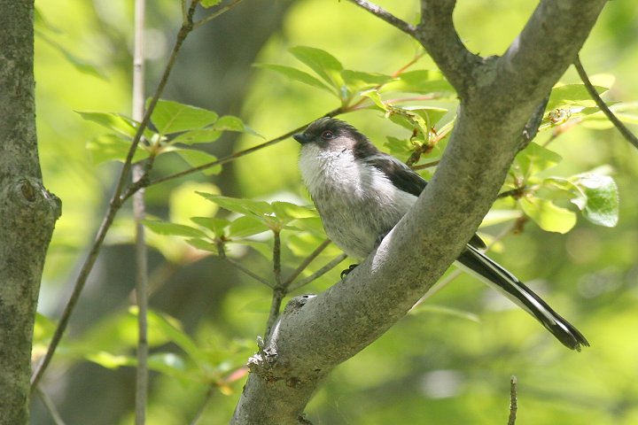 �G�i�K�̗c��