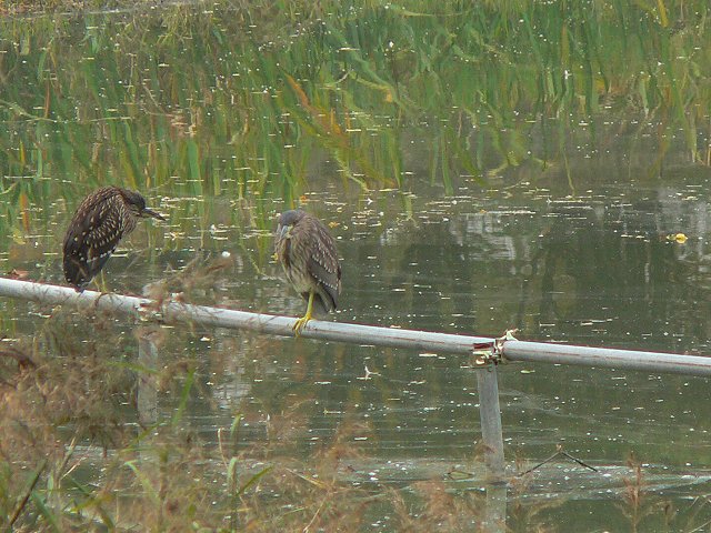 �S�C�T�M�i�c���j