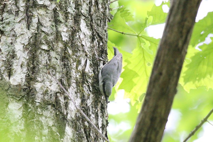 �S�W���E�J��