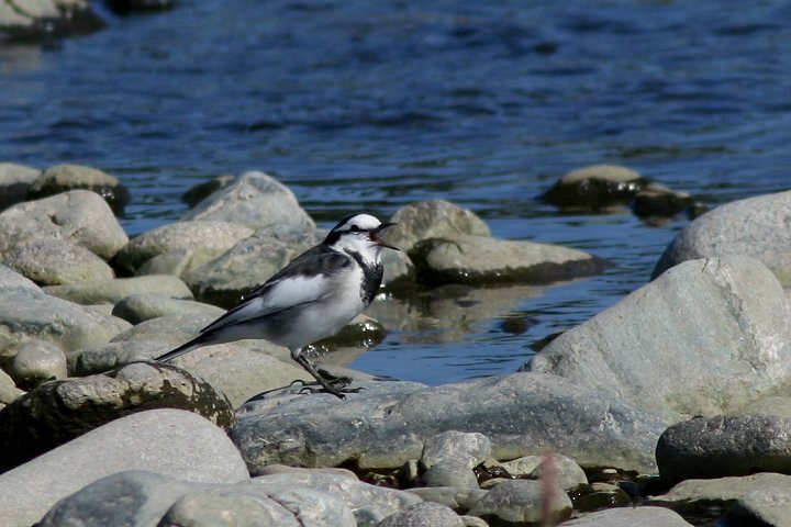 �n�N�Z�L���C