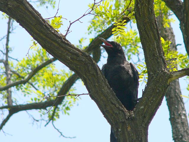 �n�V�{�\�K���X