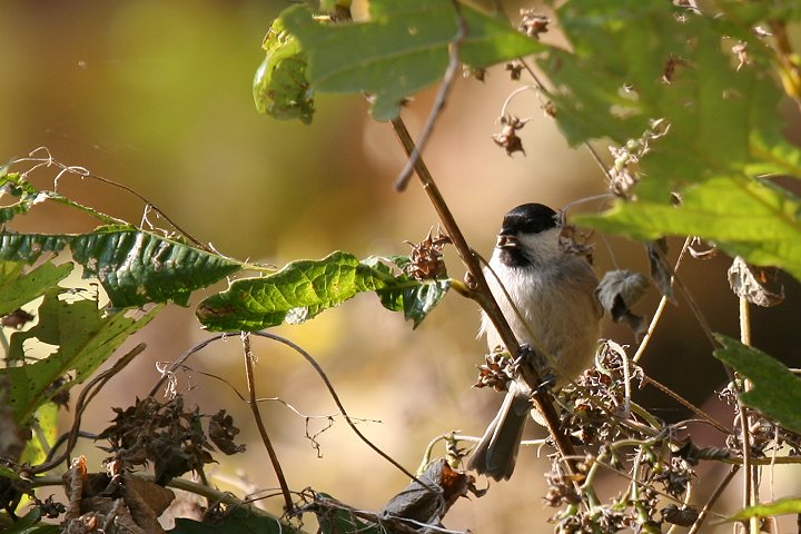 �n�V�u�g�K��