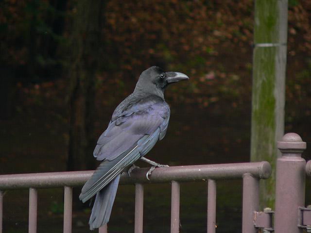 �n�V�u�g�K���X