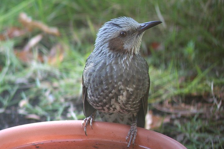 �q���h��