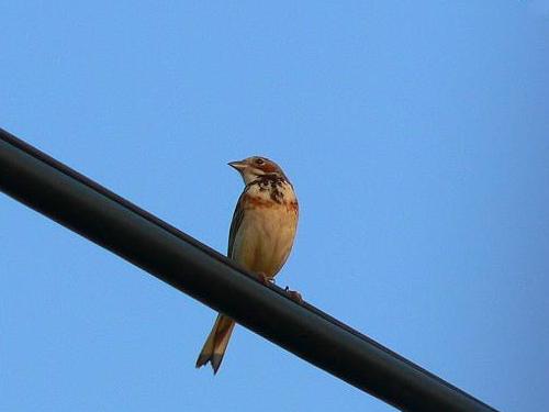 �z�I�A�J�i�� �ĉH�j