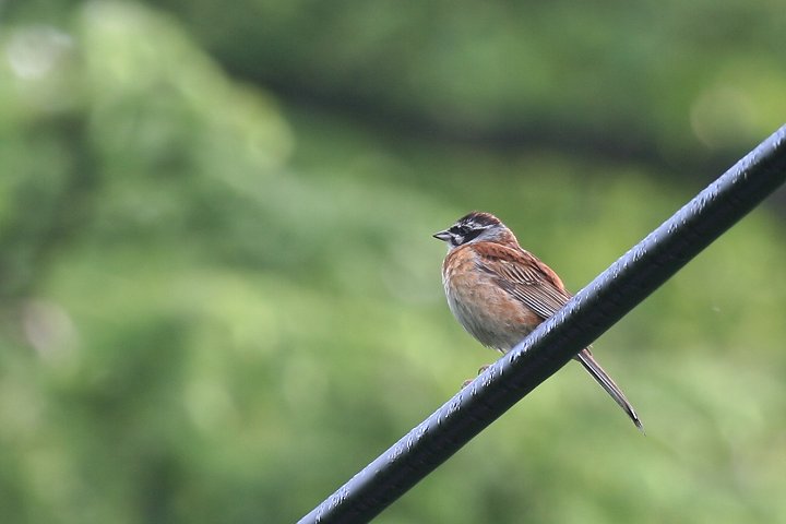 �z�I�W���i���j