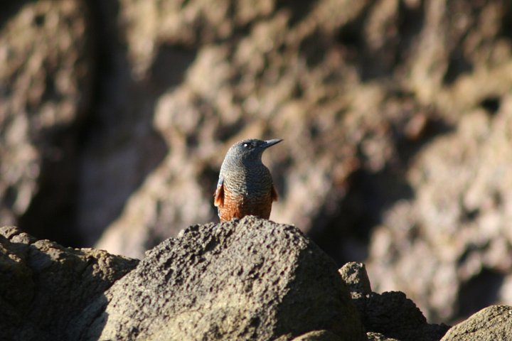 �C�\�q���h���́�