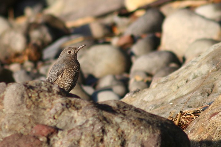 �C�\�q���h���́�