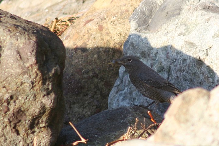 �C�\�q���h���́�