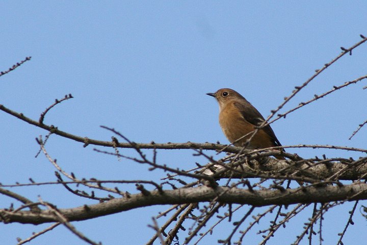 �W���E�r�^�L�́�