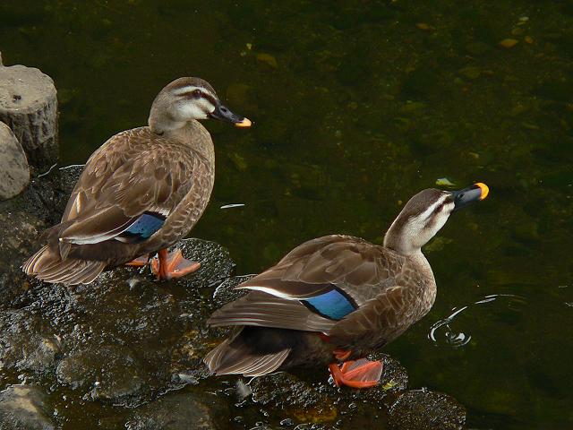 �J���K��