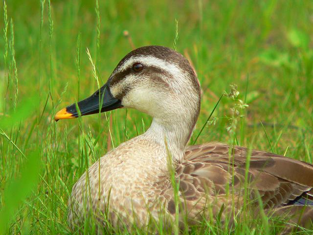 �J���K��