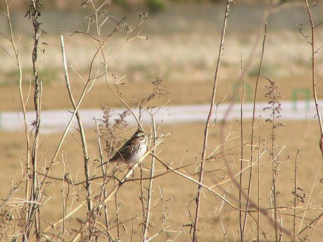 �J�V���_�J