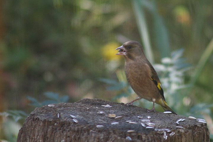 �J�����q��