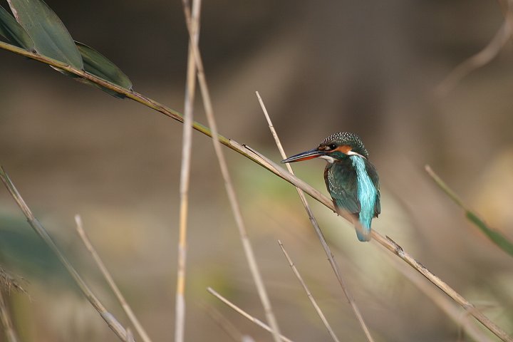 �J���Z�~�́�