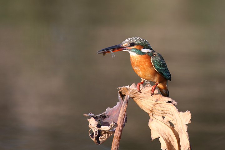 �J���Z�~�́�