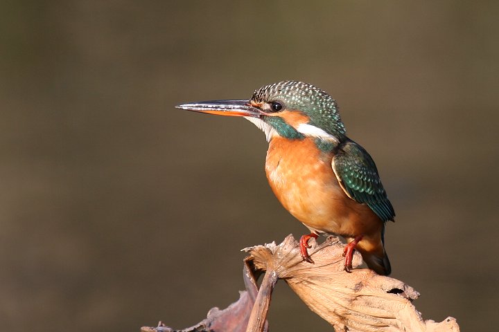 �J���Z�~�́�