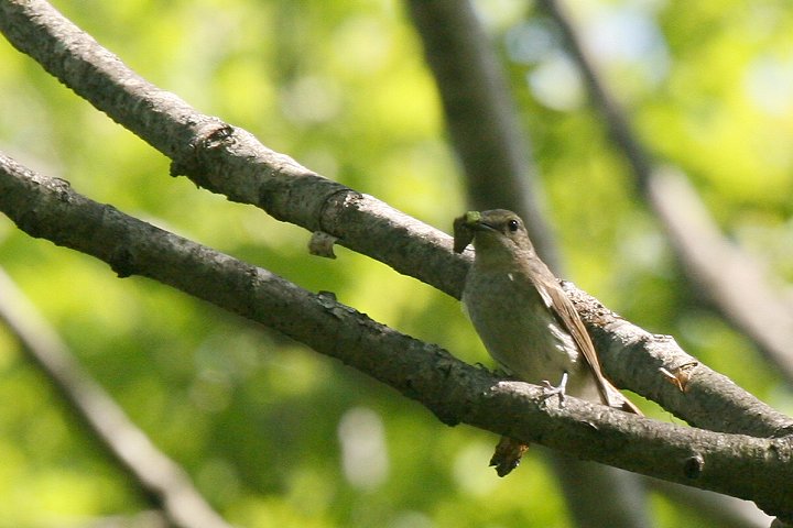 �L�r�^�L�̃��X