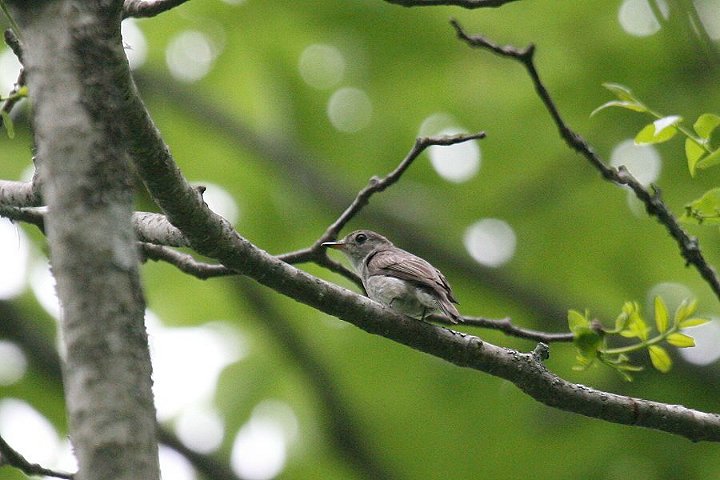 �R�T���r�^�L