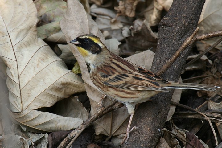 �~���}�z�I�W���́�