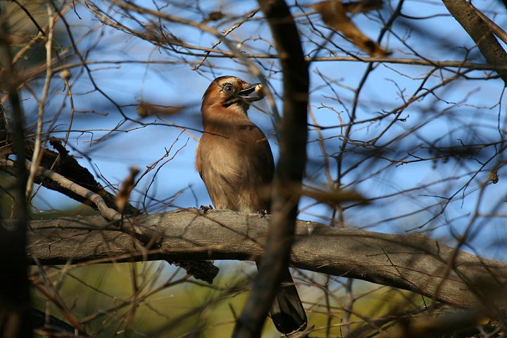 �~���}�J�P�X