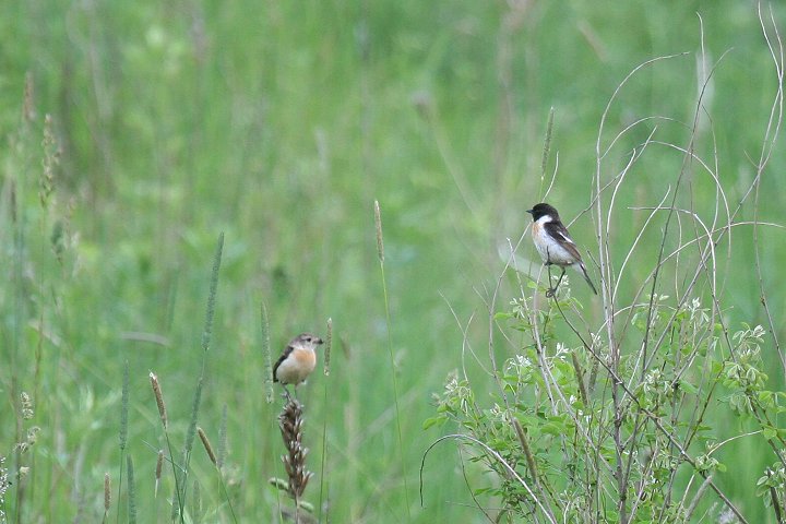 �m�r�^�L�i���� maura  �ĉH�j