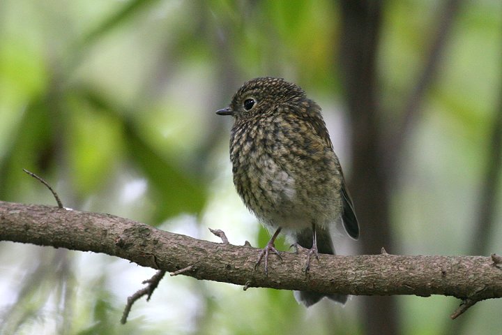 �����r�^�L�̗c��