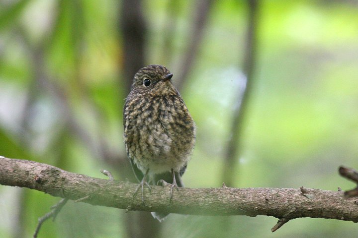 �����r�^�L�̗c��