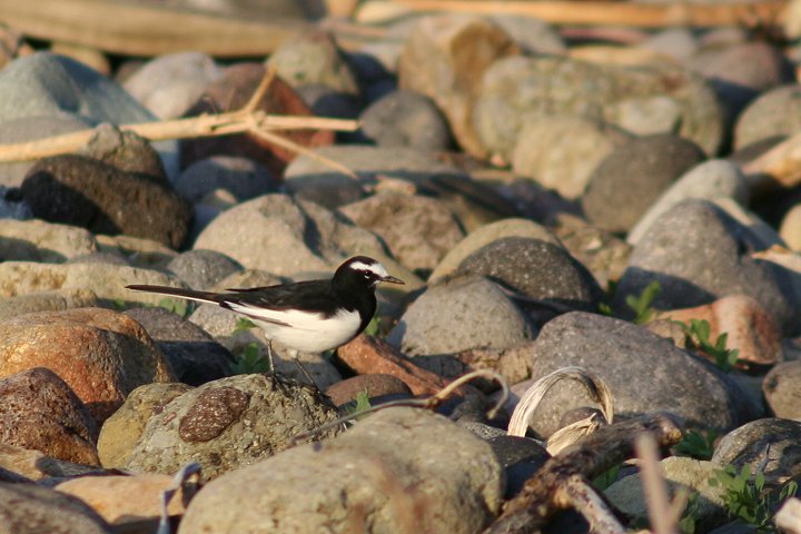 �Z�O���Z�L���C