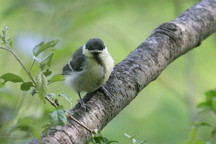 �V�W���E�J���̃q�i