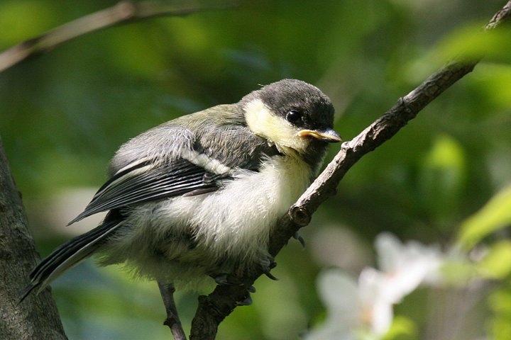 �V�W���E�J���̃q�i