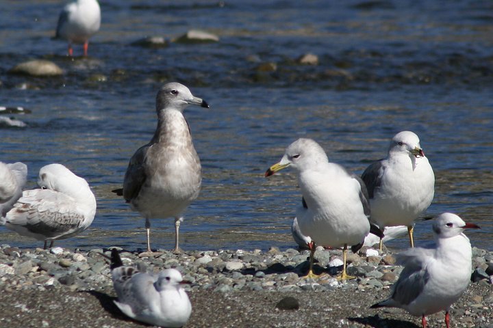 �E�~�l�R�̗c���i�������j�Ɠ~�H�̐����i�����E�j�A���̓����J����