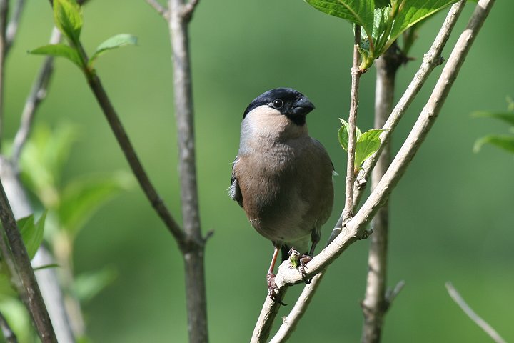 �E�\�̃��X