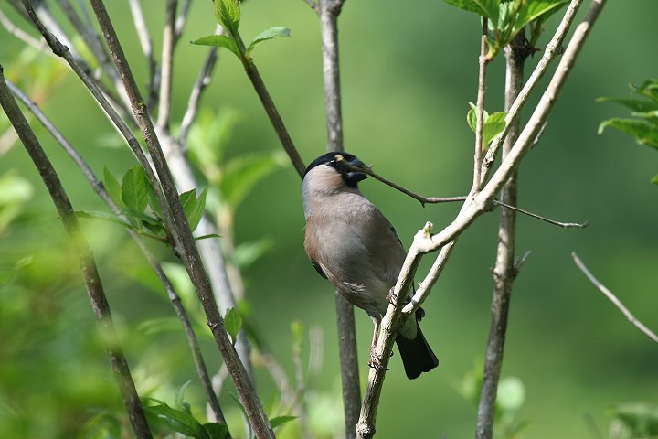 �E�\�̃��X