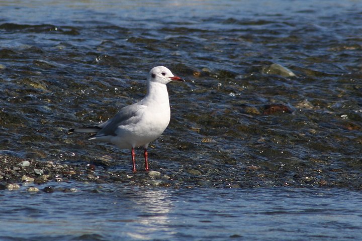 �����J�����i�~�H�j