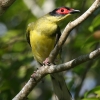 Australasian Figbird KlRECEOCX