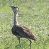 Australian Bustard I[XgAIImK