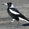 Australian Magpie JTTMtGKX