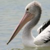 Australian Pelican RVOyJ