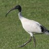 Australian White Ibis I[XgANgL