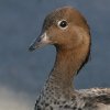 Australian Wood Duck ^eK~K