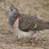 Bar-shouldered Dove xjJmRog