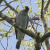 Barred Cuckoo-shrike RW}JbRETVENC