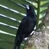 Black Butcherbird NYKX